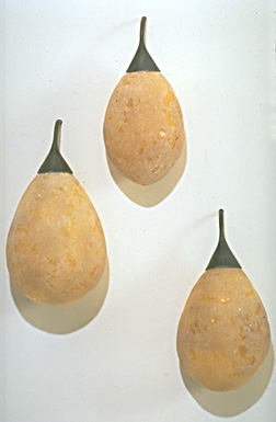 3 Ticks